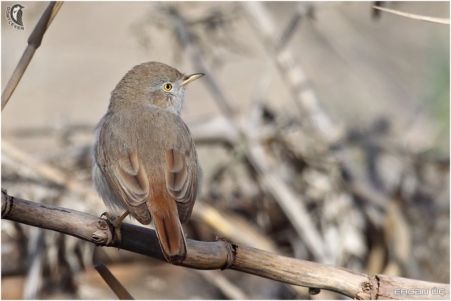 Asian Desert Warbler