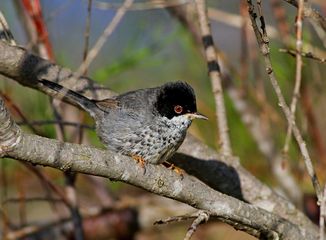 Cyprus Warbler