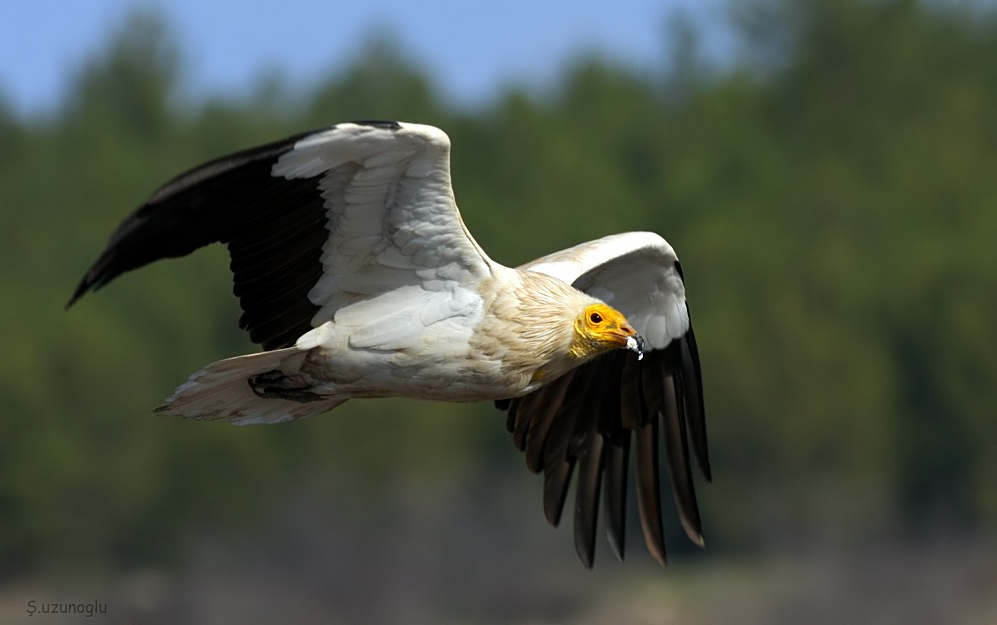 Egyptian Vulture