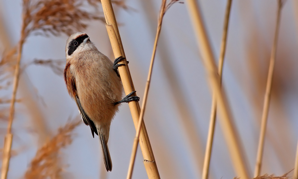 Eurasian Penduline Tit