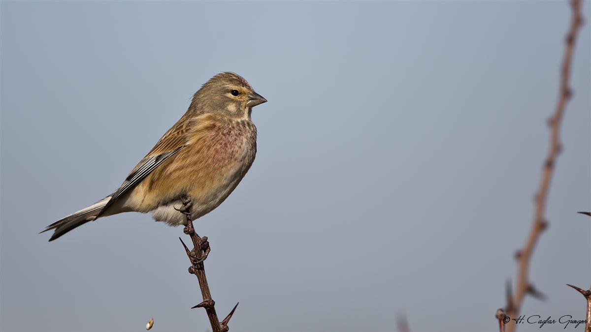 Common Linnet