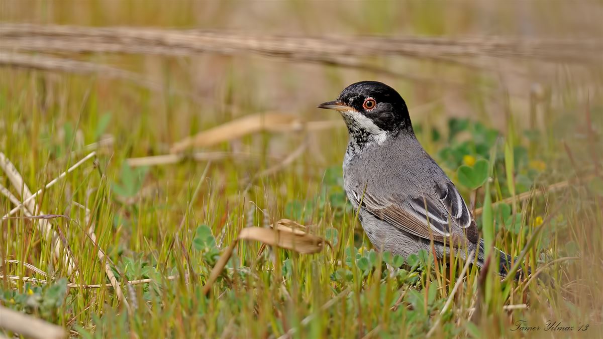 Cyprus Warbler