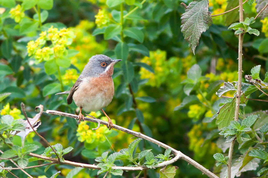 Subalpine Warbler