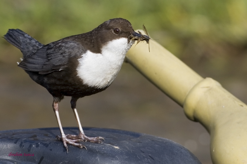 White-throated Dipper