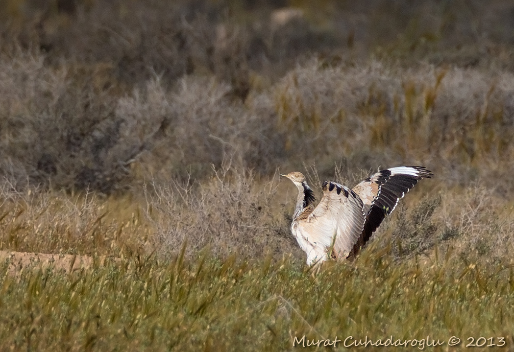 Asian Houbara