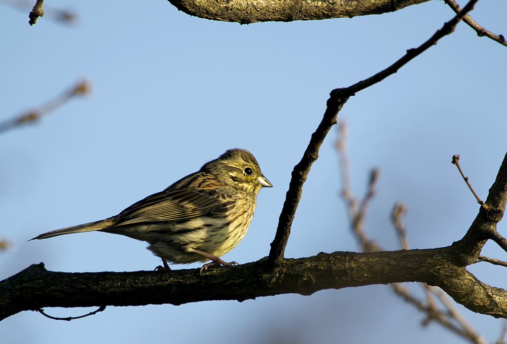 Yellowhammer