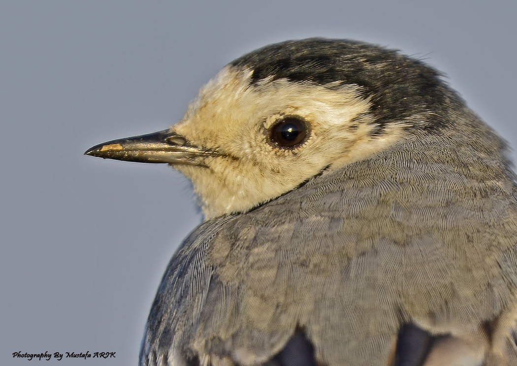 White Wagtail