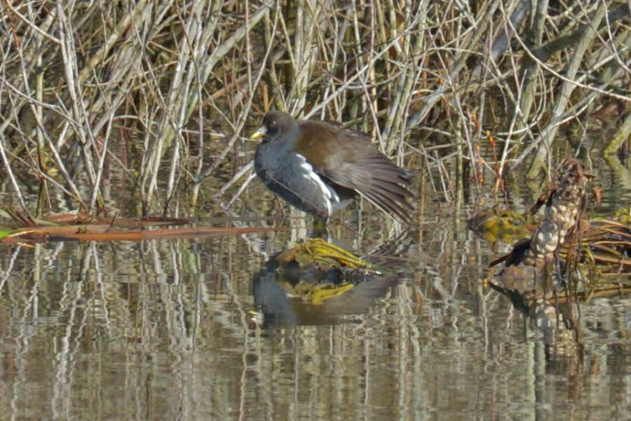 Common Moorhen