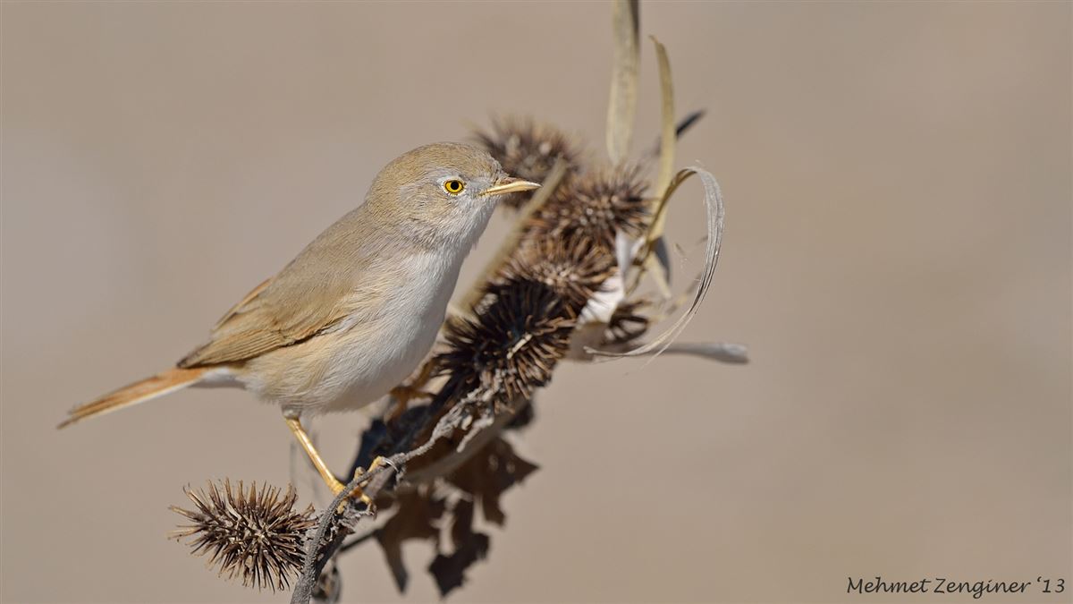 Asian Desert Warbler