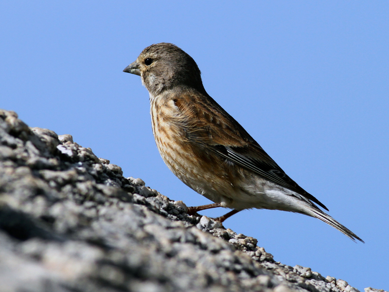 Common Linnet