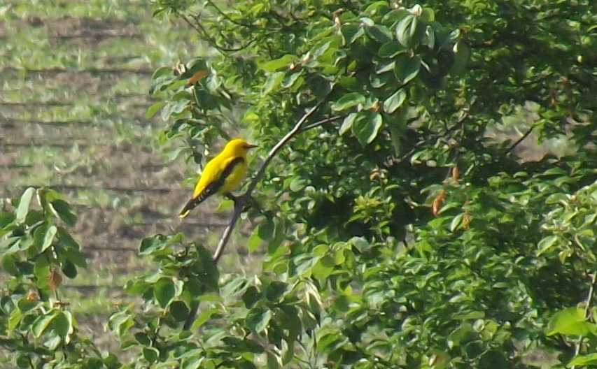 Eurasian Golden Oriole