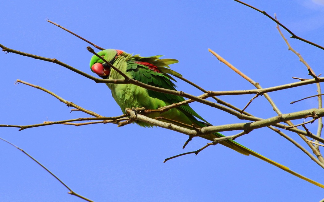 Alexandrine Parakeet
