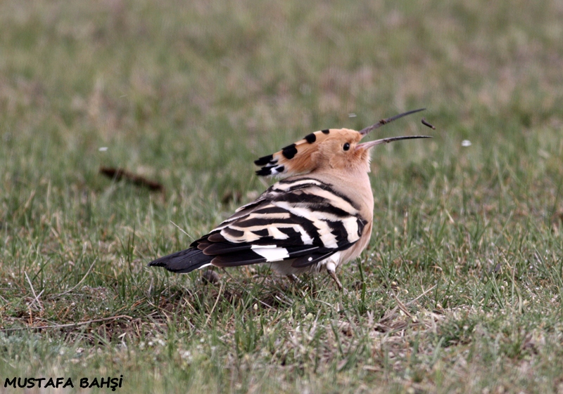 Common Hoopoe
