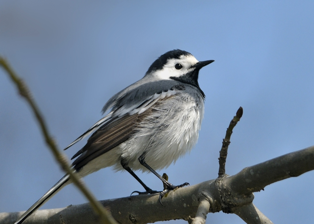 White Wagtail