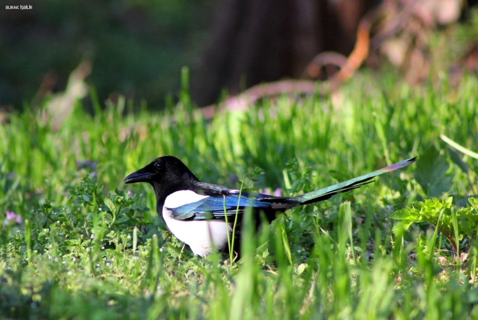 Eurasian Magpie