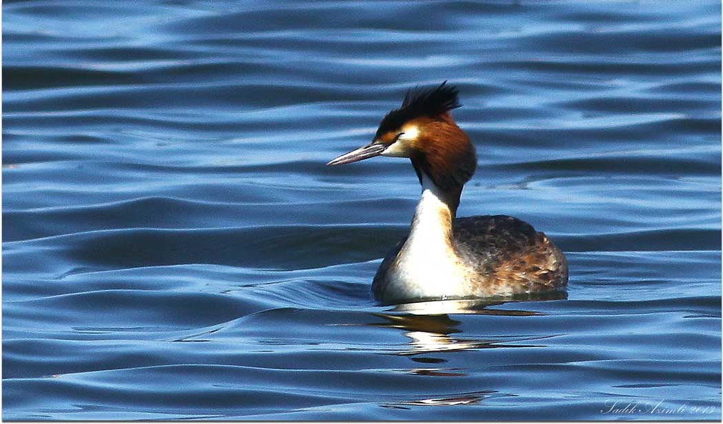 Great Crested Grebe