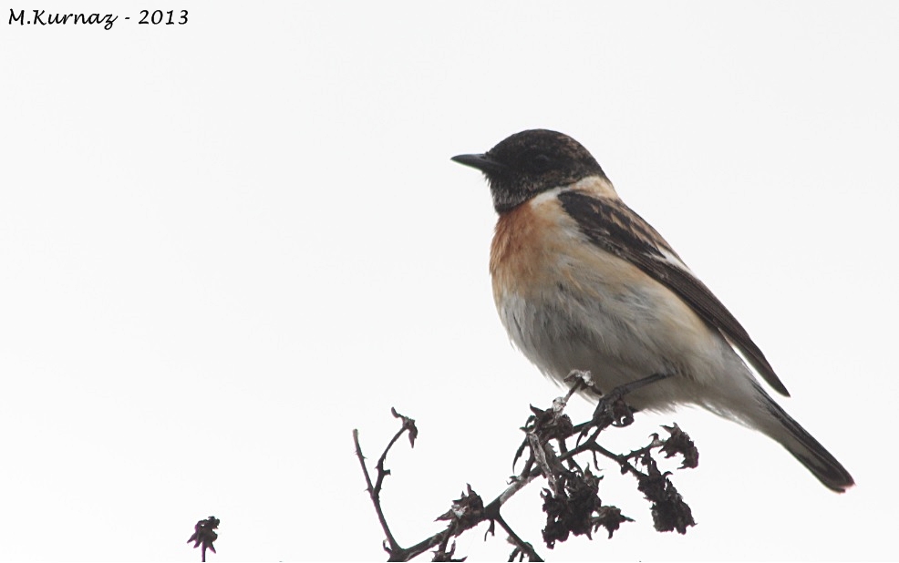 Siberian Stonechat