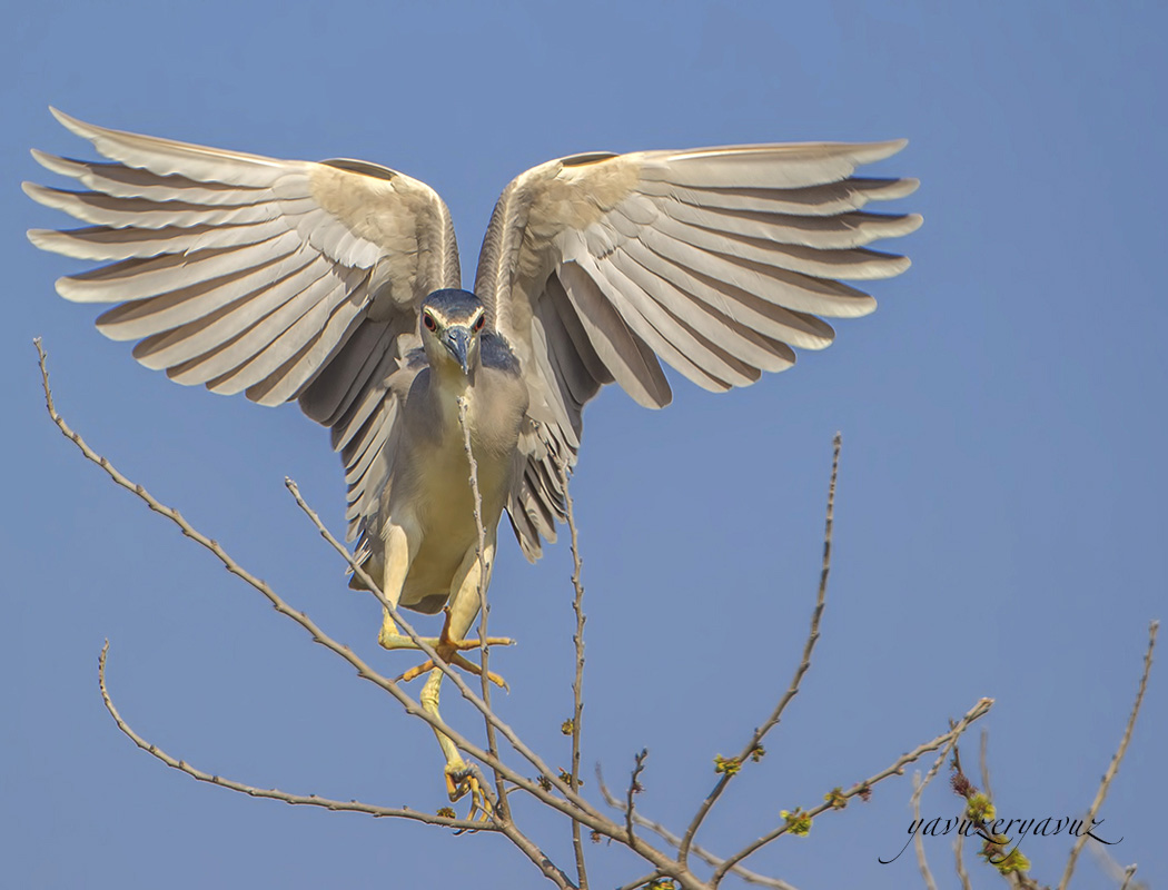 Black-crowned Night Heron