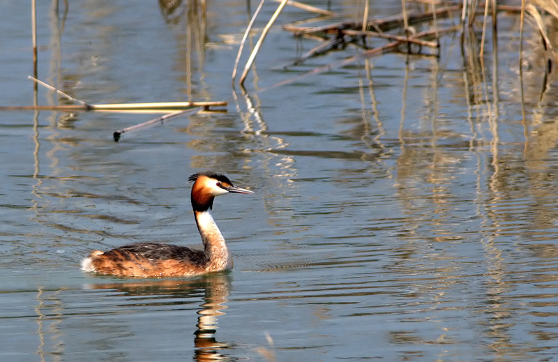 Great Crested Grebe