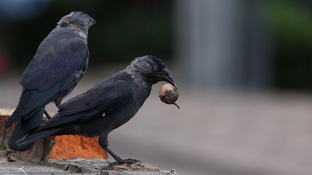 Western Jackdaw