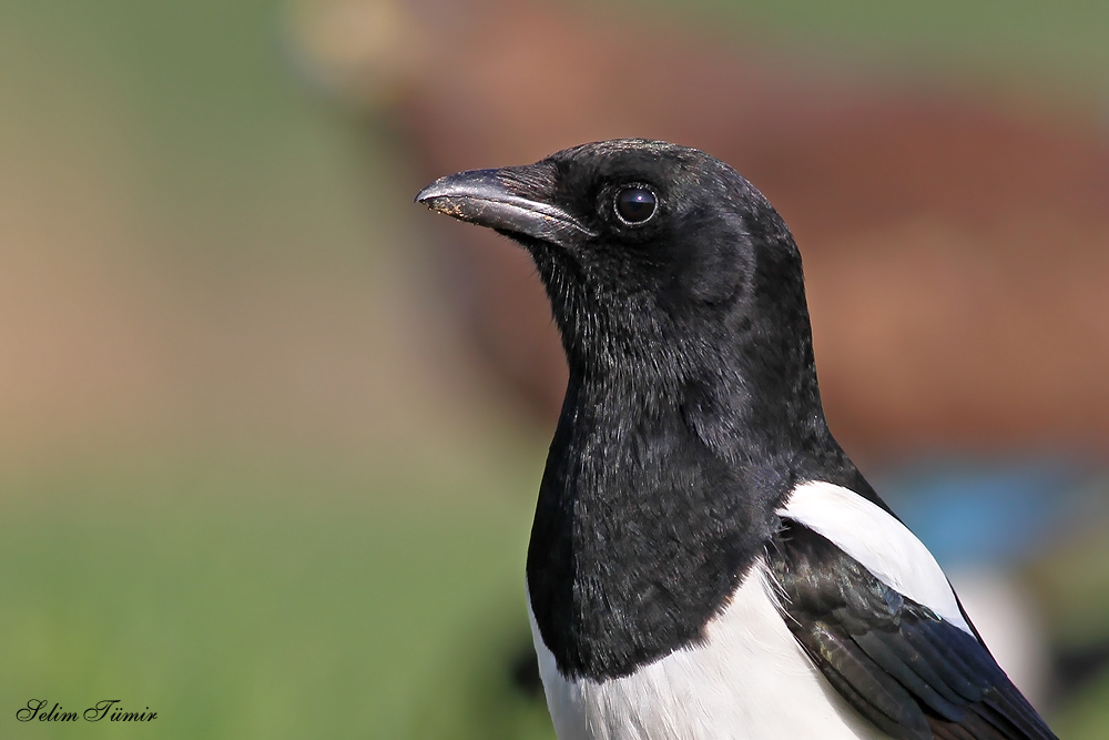 Eurasian Magpie