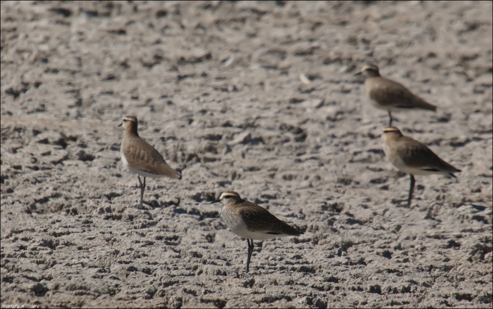 Sociable Lapwing