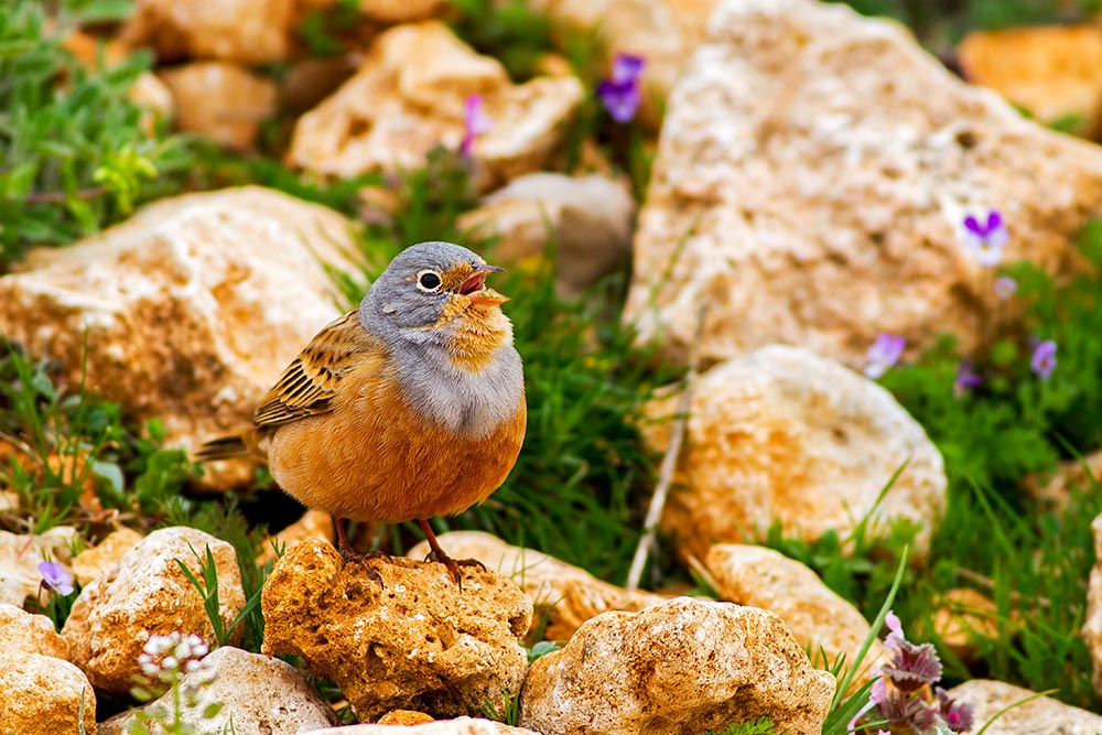 Kızıl kirazkuşu