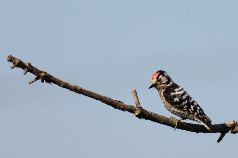 Lesser Spotted Woodpecker