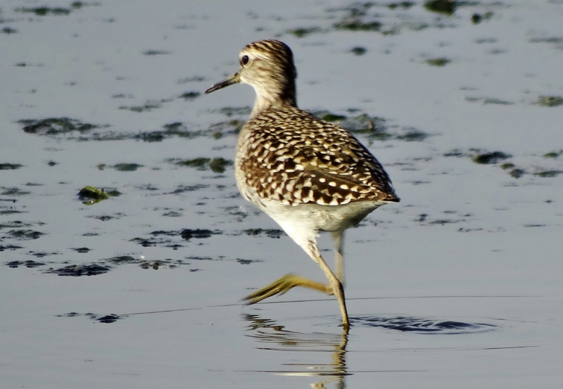 Wood Sandpiper