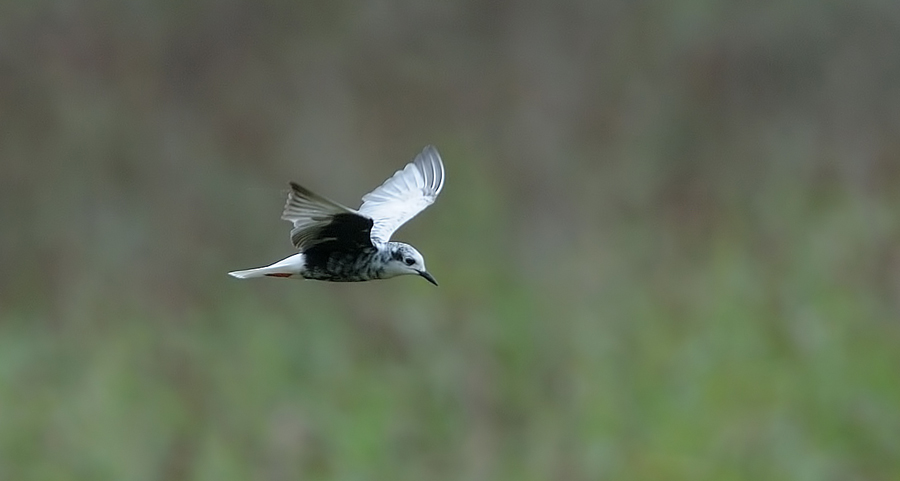 White-winged Tern