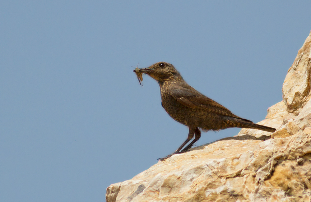 Blue Rock Thrush