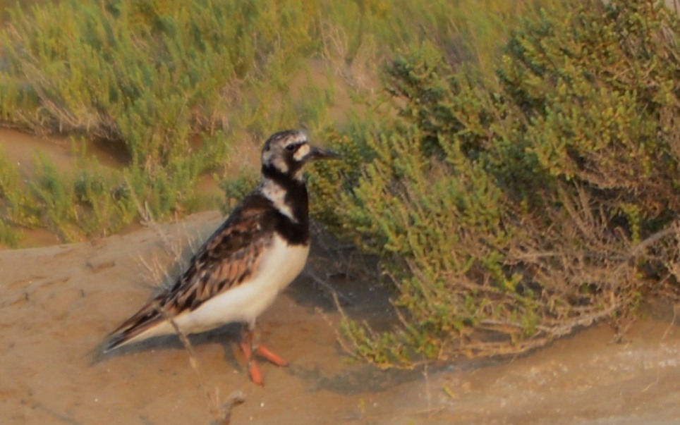 Ruddy Turnstone