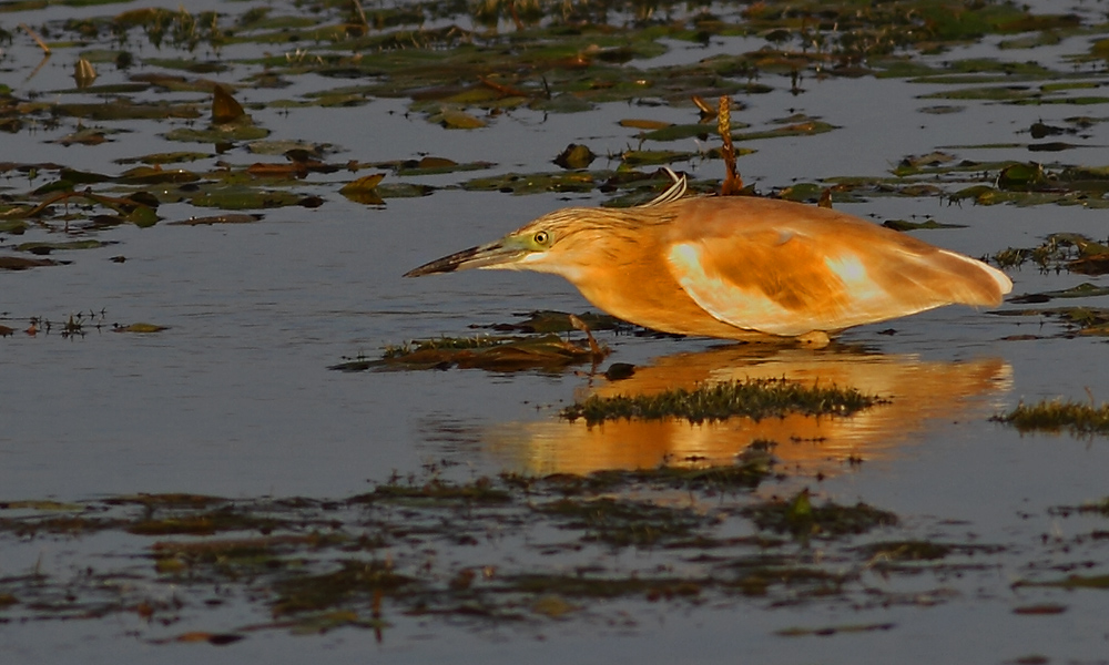 Squacco Heron