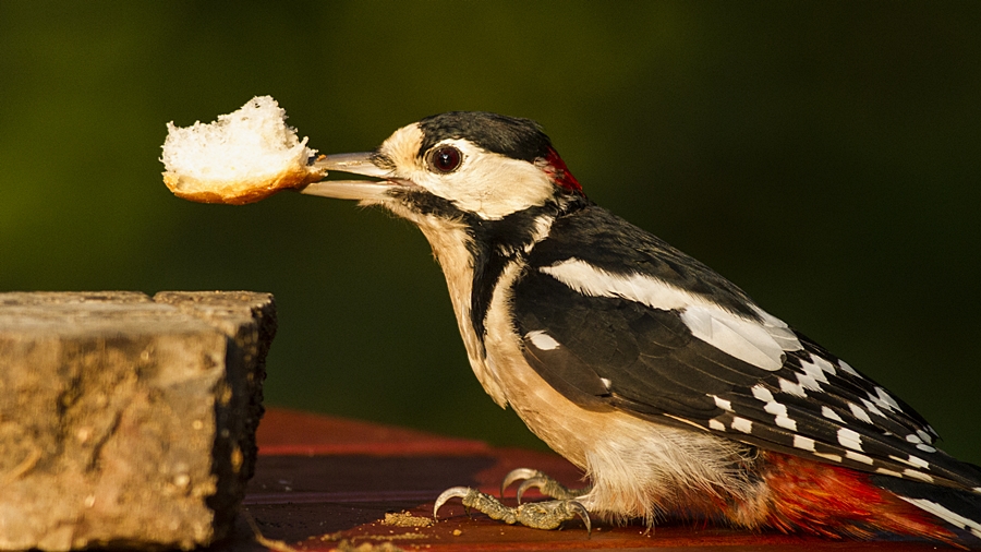 Great Spotted Woodpecker