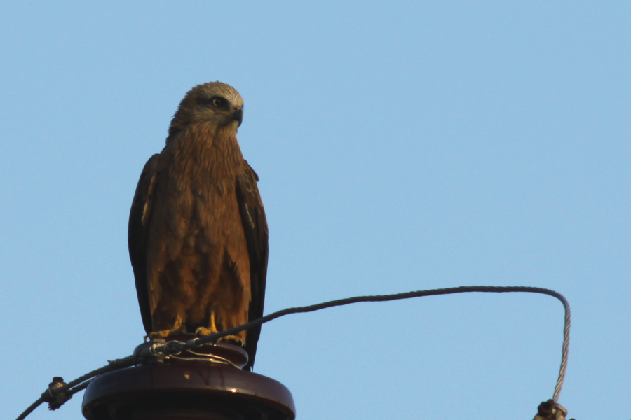 Black Kite