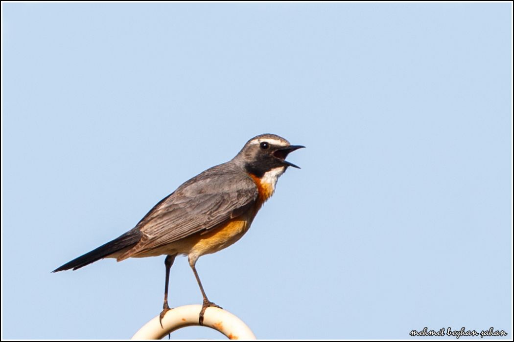 White-throated Robin
