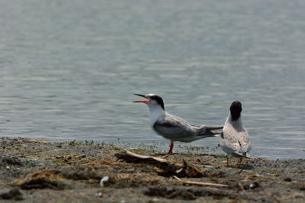 Common Tern
