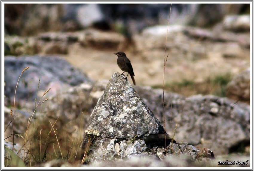 Black Redstart