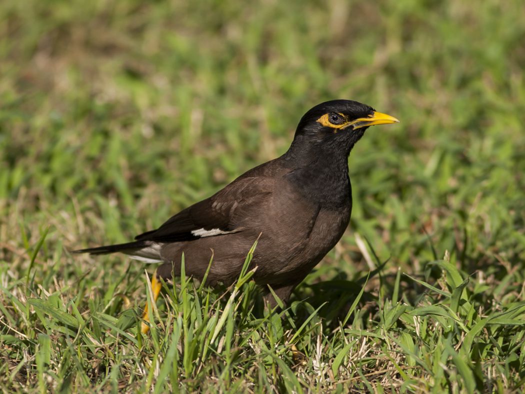 Common Myna