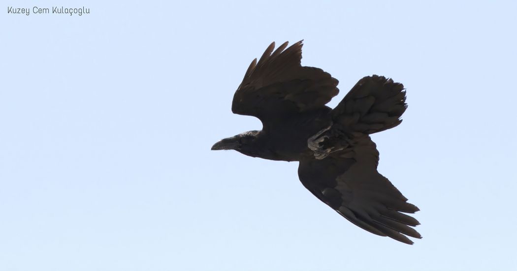 Northern Raven