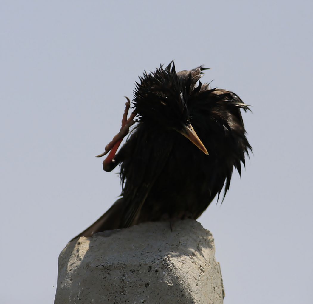 Common Starling