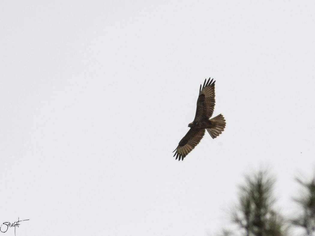 Common Buzzard