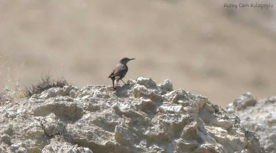 Blue Rock Thrush