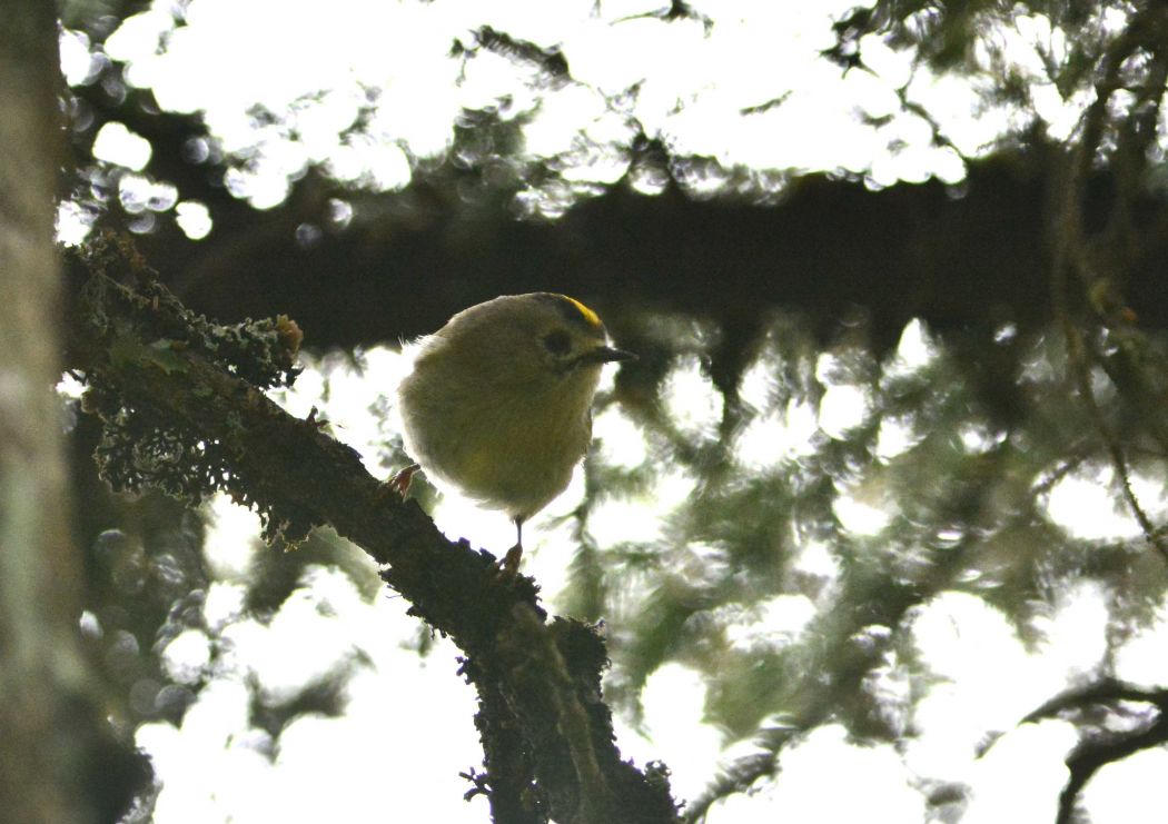 Goldcrest