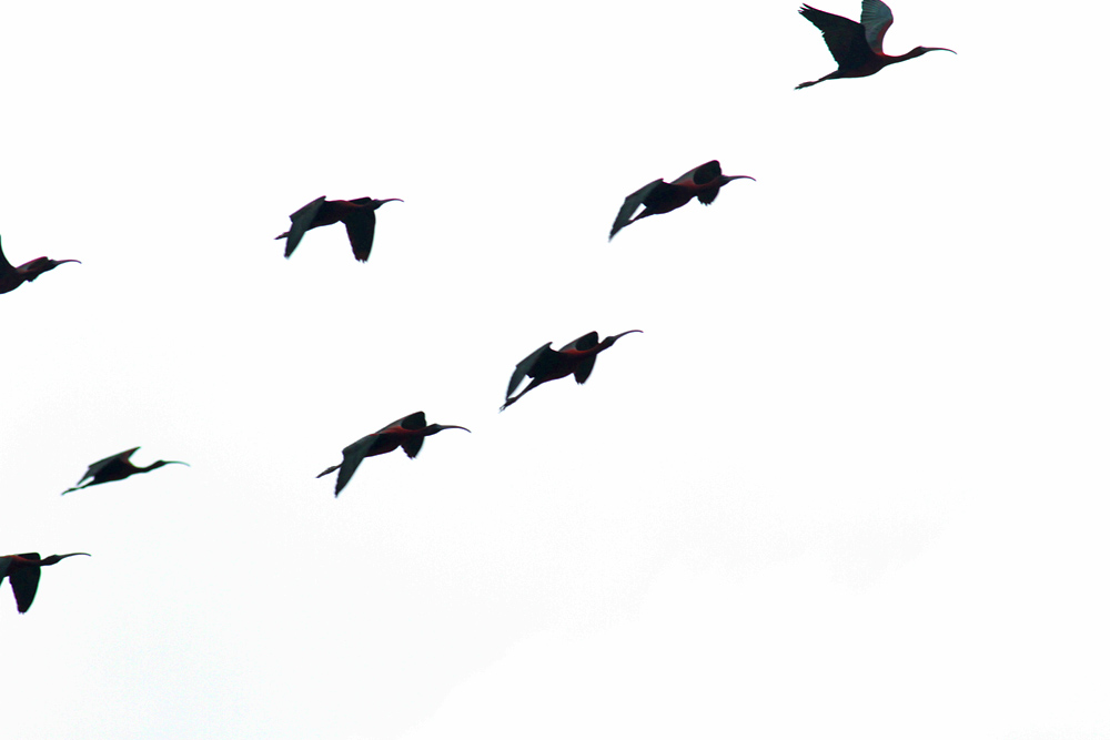 Glossy Ibis