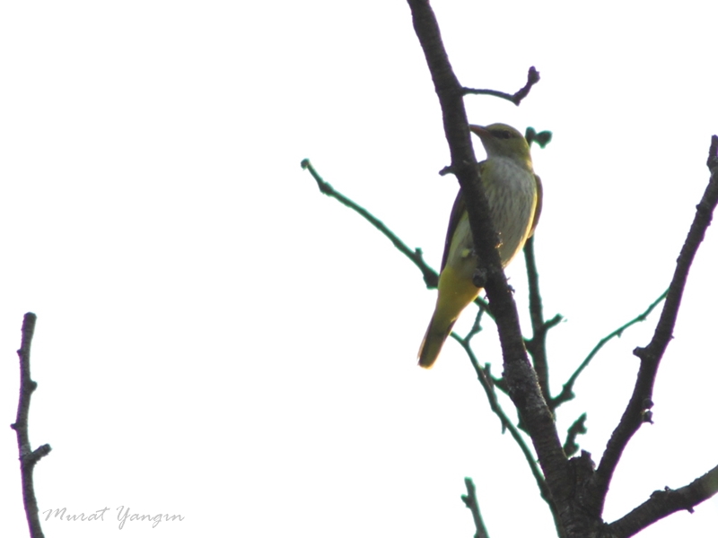 Eurasian Golden Oriole