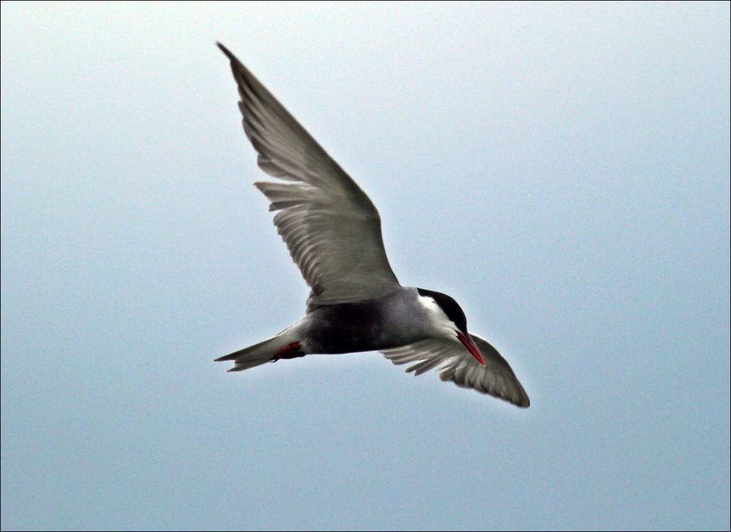 Whiskered Tern