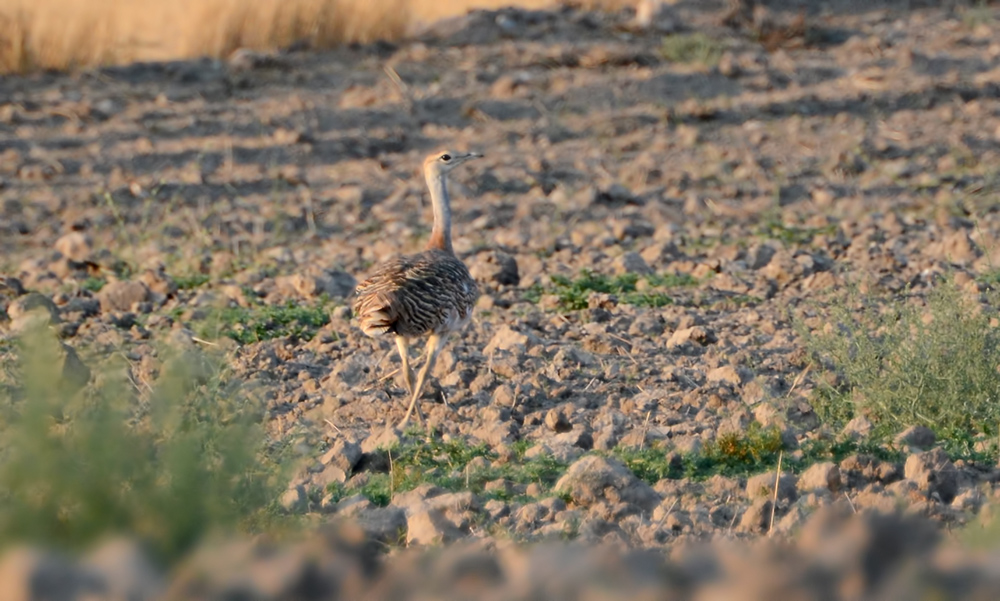 Great Bustard
