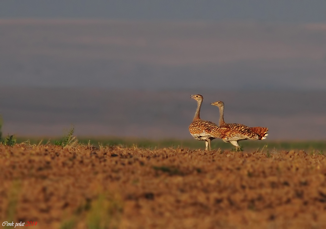 Great Bustard