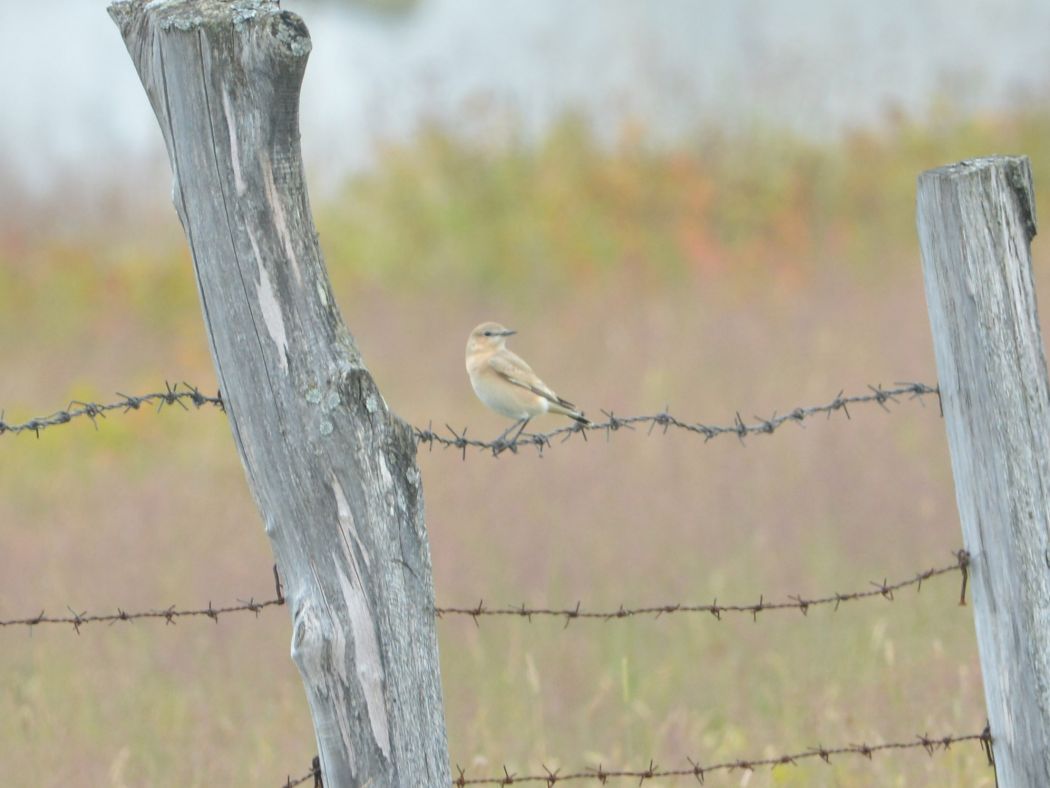 Isabelline Wheatear
